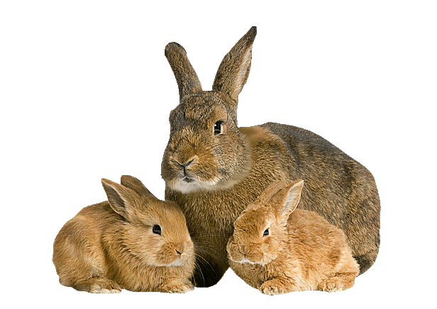 bunnies hehe